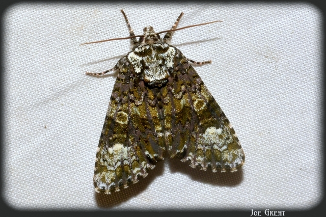 Craniophora ligustri - fagyalbagoly