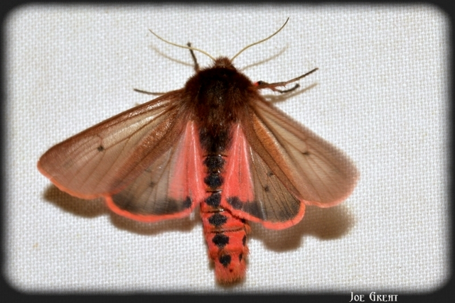 Phragmatobia fuliginosa - füstös medvelepke