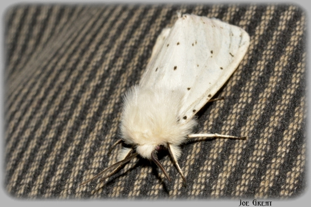 Spilosoma lubricipedum - tejszínű medvelepke