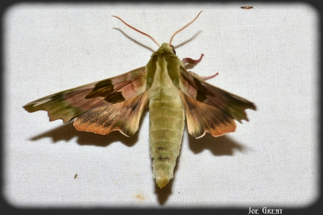 Mimas tiliae - hársfaszender