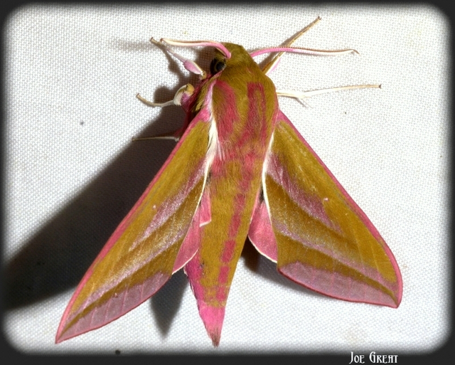 Deilephila elpenor - szőlőszender