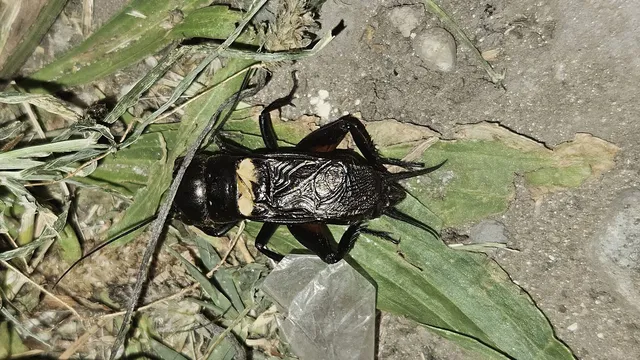 Gryllus campestris - mezei tücsök