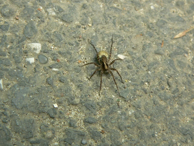 Pardosa alacris/lugubris