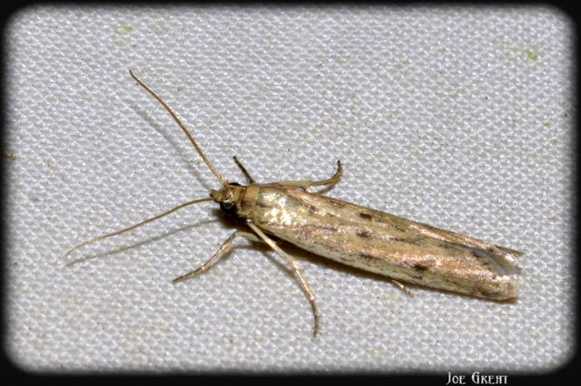 Phycitinae