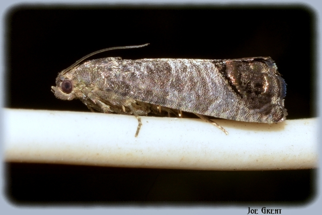 Cydia pomonella - almamoly