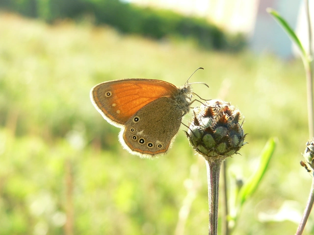 Coenonympha glycerion - közönséges szénalepke