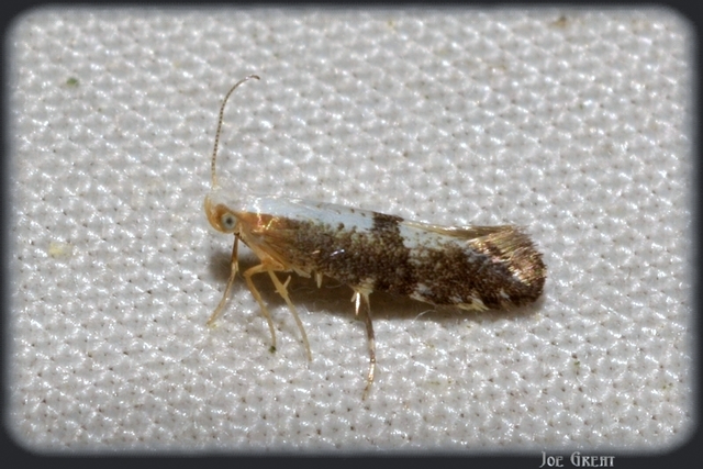 Argyresthia