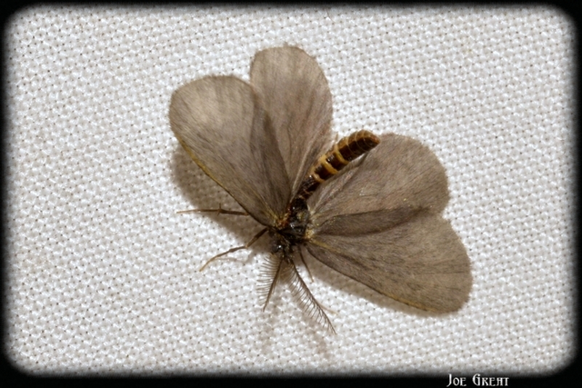 Psychidae - csőzsákos-molyfélék