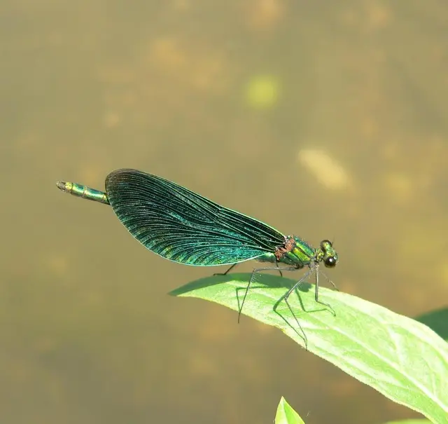 Calopteryx virgo - kisasszony-szitakötő