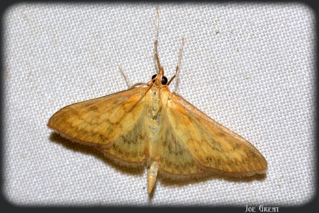 Ostrinia nubilalis - kukoricamoly
