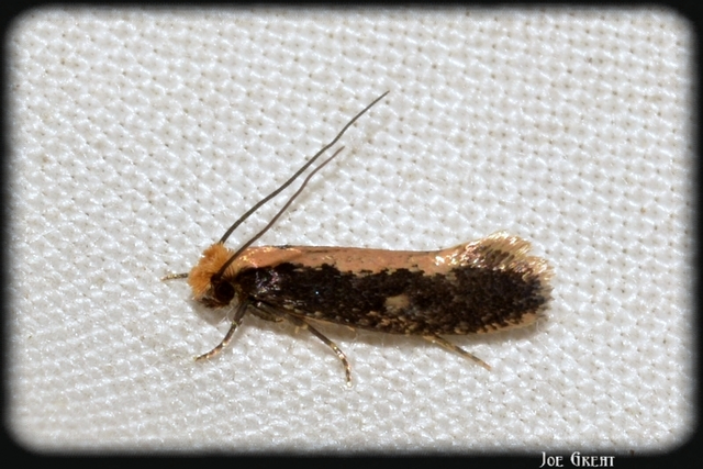 Tineidae - ruhamolyfélék