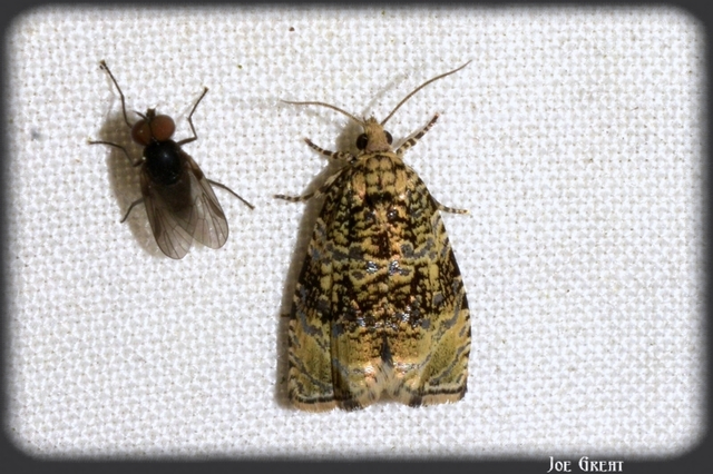 Celypha lacunana - vízparti tükrösmoly