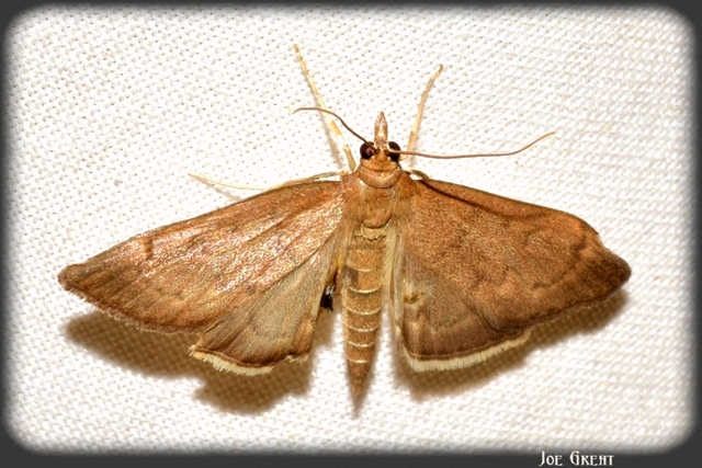 Anania