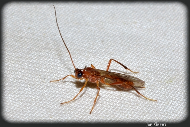 Hymenoptera - Hártyásszárnyúak