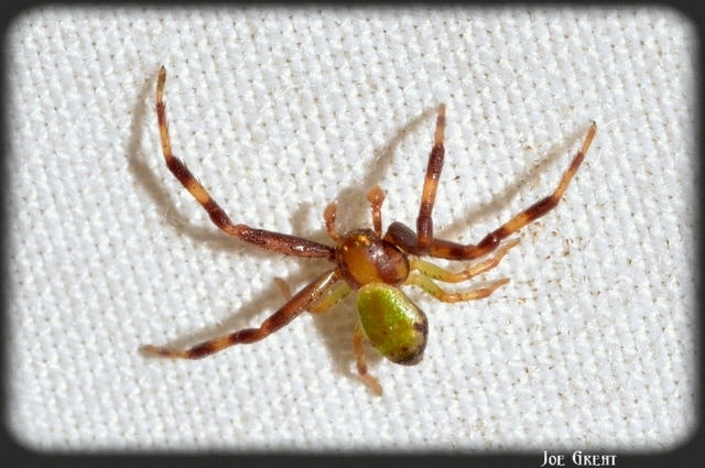 Ebrechtella tricuspidata - alakoskodó karolópók