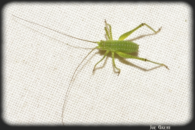 Leptophyes