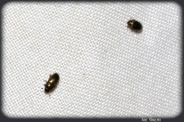 Meligethinae