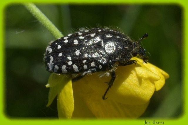 Oxythyrea funesta - sokpettyes virágbogár