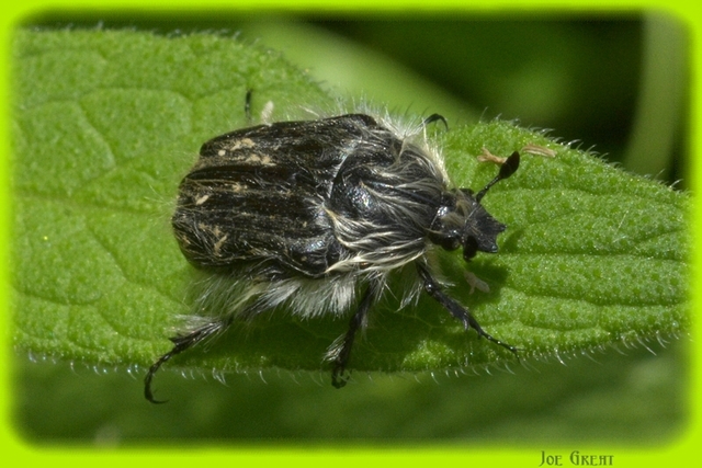 Tropinota hirta - bundás virágbogár