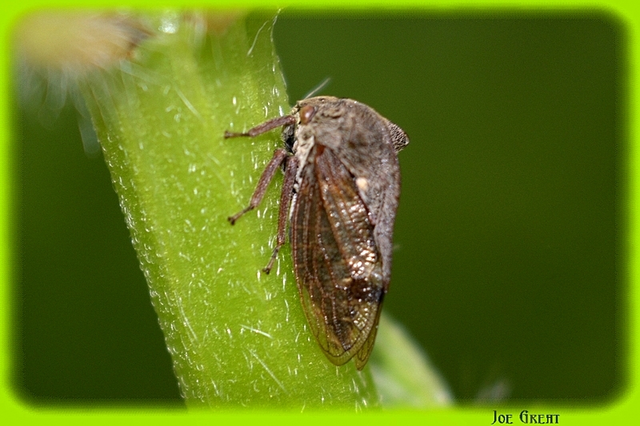 Centrotus cornutus - szarvaskabóca