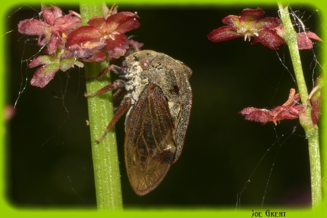 Centrotus cornutus - szarvaskabóca