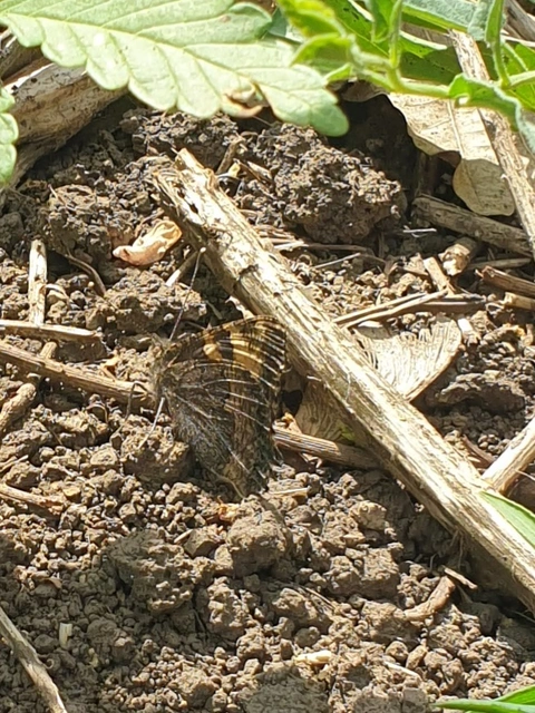 Nymphalis urticae - kis rókalepke Nymphalis urticae - kis rókalepke