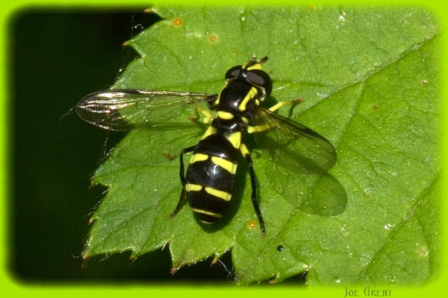 Xanthogramma