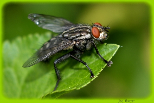 Sarcophagidae - húslégyfélék