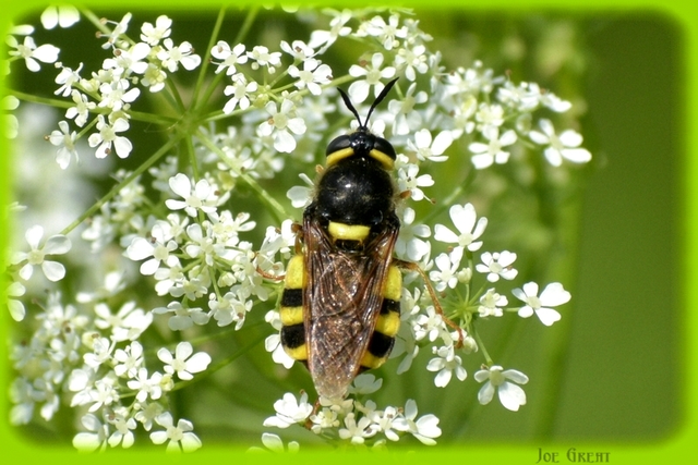 Stratiomys