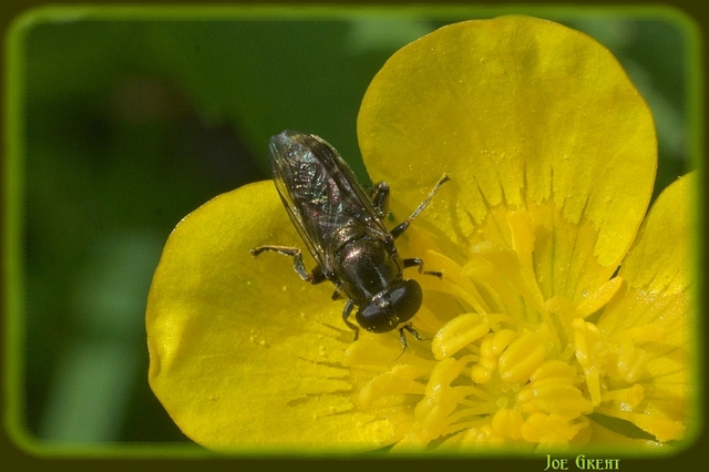 Syrphidae - zengőlegyek