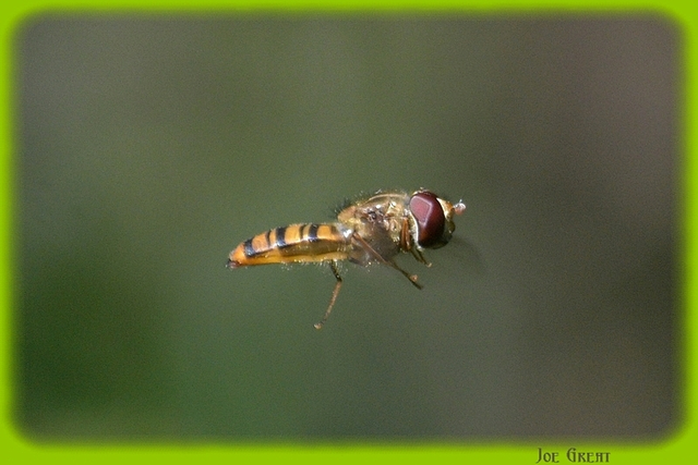 Episyrphus balteatus - ékfoltos zengőlégy