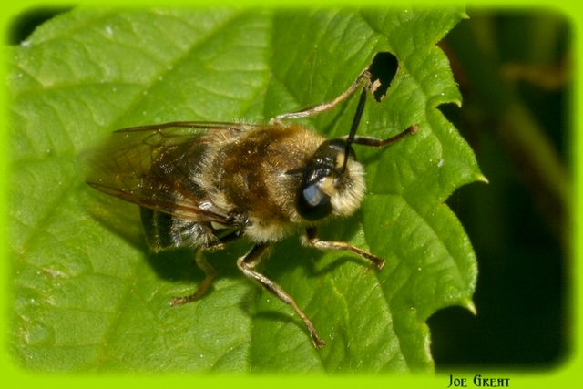 Hymenoptera - Hártyásszárnyúak