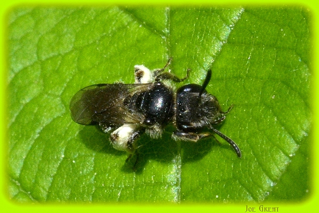 Hymenoptera - Hártyásszárnyúak