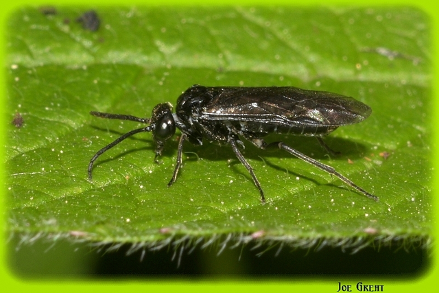 Hymenoptera - Hártyásszárnyúak