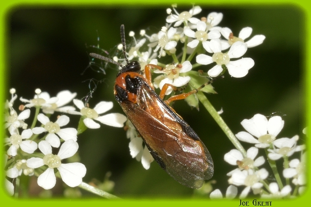 Hymenoptera - Hártyásszárnyúak