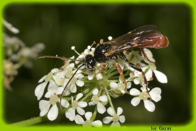 Hymenoptera - Hártyásszárnyúak