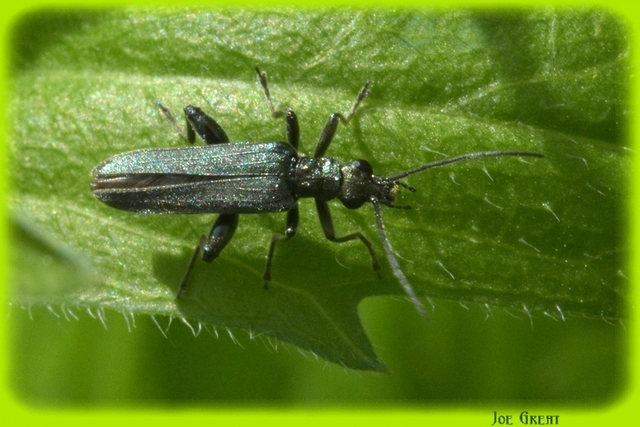 Oedemera