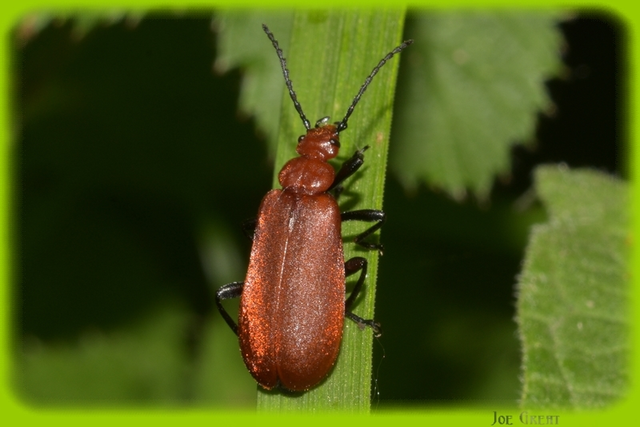 Pyrochroa serraticornis - közép-bíborbogár