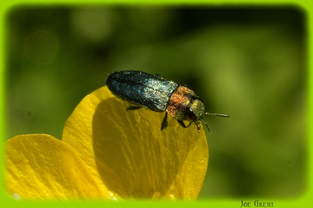 Anthaxia signaticollis - keleti virágdíszbogár