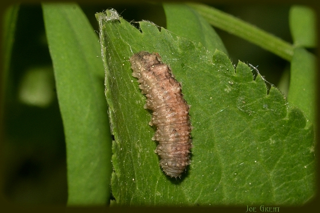 Hymenoptera - Hártyásszárnyúak