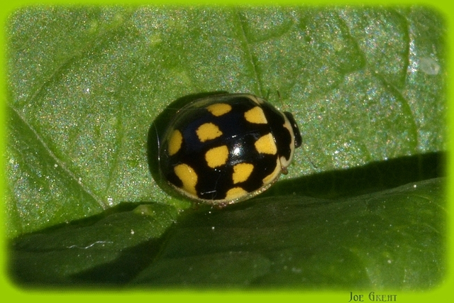 Propylea quatuordecimpunctata - tizennégypettyes füsskata