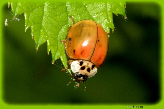 Harmonia axyridis - harlekinkatica