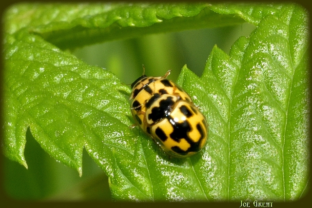 Propylea quatuordecimpunctata - tizennégypettyes füsskata