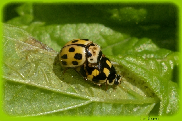 Propylea quatuordecimpunctata - tizennégypettyes füsskata