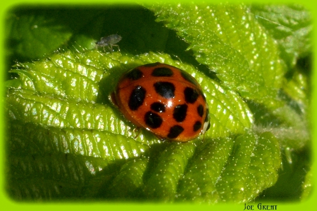 Harmonia axyridis - harlekinkatica