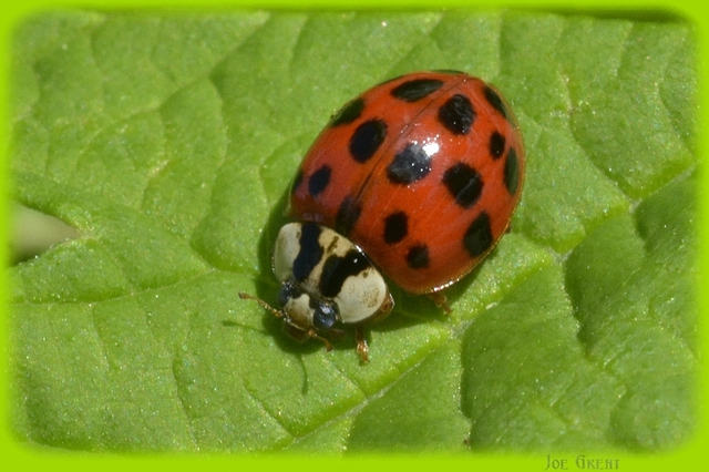 Harmonia axyridis - harlekinkatica