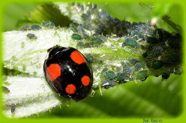 Harmonia axyridis - harlekinkatica