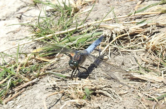 Orthetrum cancellatum - feketefarkú pásztorszitakötő