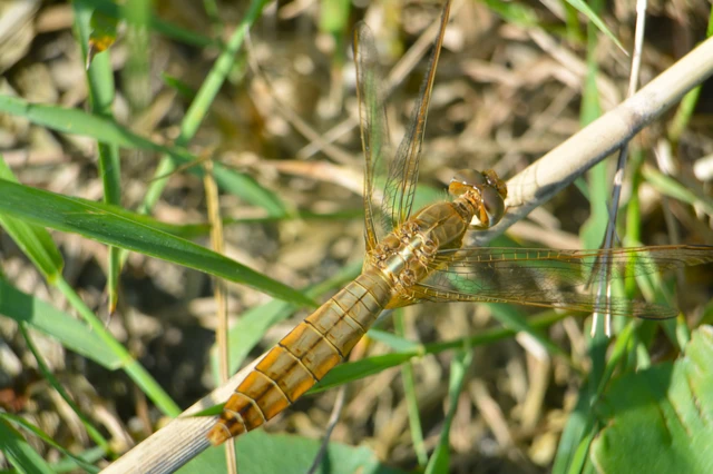 Crocothemis erythraea - skarlát szitakötő