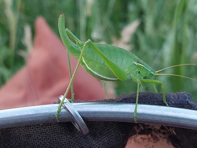 Isophya costata - magyar tarsza